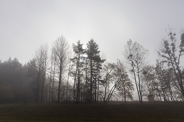 Image showing Trees in the fog