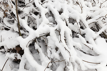 Image showing trees covered with snow