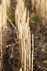 Image showing Field harvested wheat crop