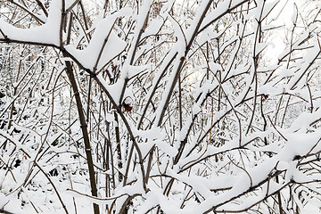 Image showing trees covered with snow