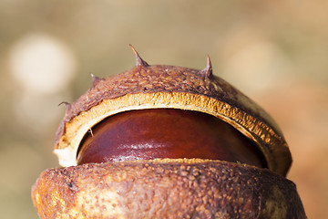 Image showing spikes fruit chestnut,