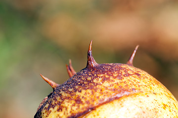 Image showing spiny chestnut, details