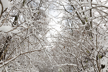 Image showing trees covered with snow