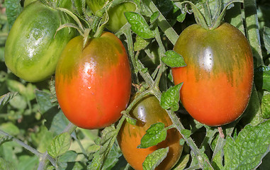 Image showing Tomatoes ripen on the branches of a Bush.