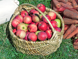 Image showing The apples in the basket are sold at the fair.