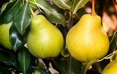 Image showing Appetizing ripe pears on a tree branch.