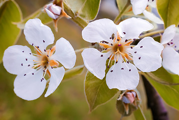 Image showing A branch of a blossoming pear tree.