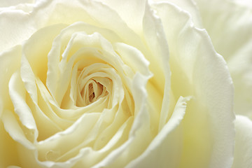 Image showing White rose close-up