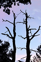 Image showing Withered black tree silhouette against sky, Valtrebbia, Italy