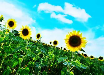 Image showing sunflower field