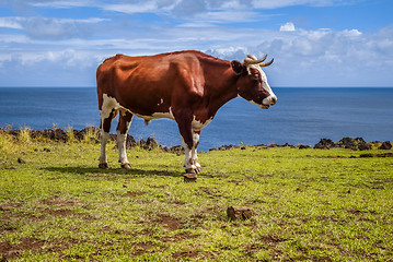 Image showing Beef on easter island cliffs