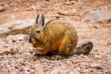 Image showing Southern viscacha in Altiplano desert, sud Lipez reserva, Bolivi