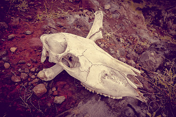 Image showing Horse skull and bones