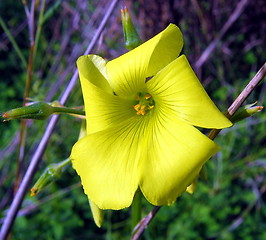 Image showing Lemon color flower