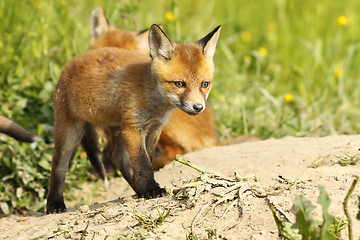 Image showing cute red fox puppy near the burrow