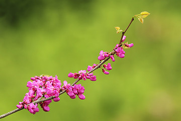 Image showing cherry tree twig in bloom