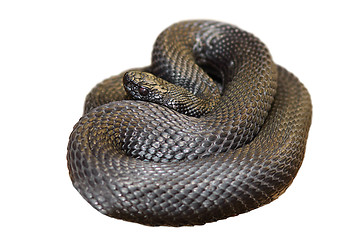 Image showing isolated black nikolskii viper