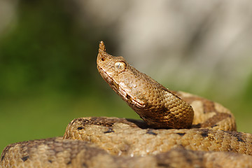 Image showing portrait of aggressive venomous snake