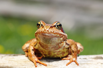 Image showing close up of european common frog