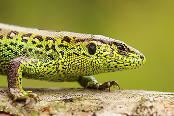 Image showing close up of male sand lizard