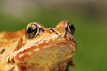 Image showing macro portrait of european common frog