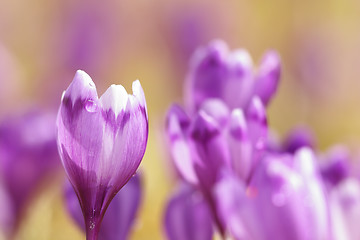 Image showing close up of pink spring crocus