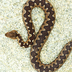 Image showing beautiful pattern on vipera ammodytes back