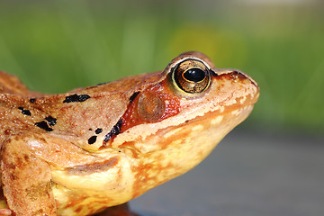 Image showing common frog profile view