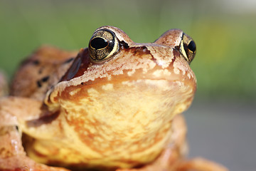Image showing macro portrait of common frog 