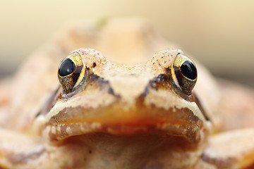 Image showing Rana dalmatina portrait