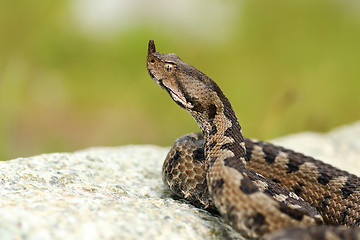 Image showing aggressive male nose horned viper