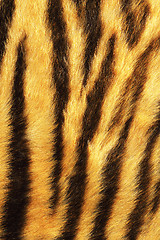 Image showing detailed tiger stripes fur