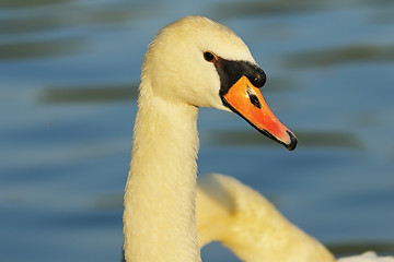 Image showing beautiful mute swan portrait