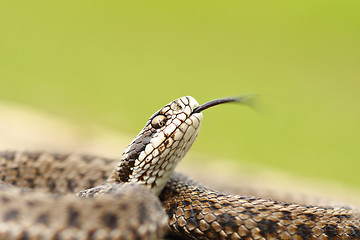 Image showing meadow adder macro image