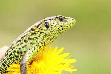 Image showing beautiful male sand lizard closeup