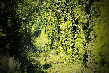 Image showing tunnel of love near caransebes