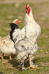 Image showing proud rooster singing in the farm yard