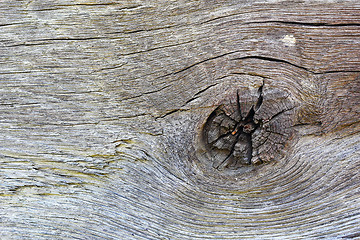 Image showing detail of knot on oak plank