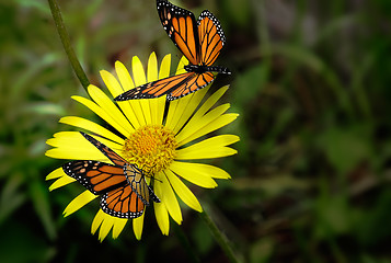 Image showing Beautiful butterfly sitting on a yellow flower .