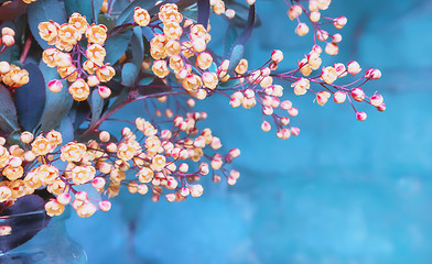 Image showing Flowers Of Blossoming Barberry