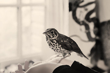 Image showing Bird Sitting On A Human Hands