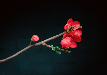 Image showing Flower Of The Japanese Quince