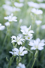 Image showing Floral background