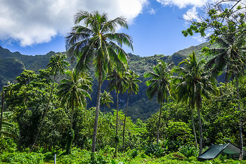 Image showing Moorea island jungle and mountains landscape view