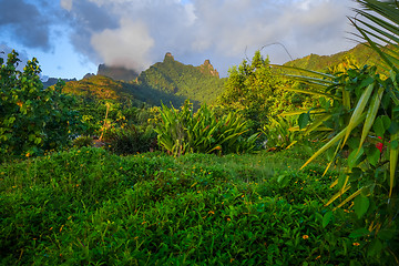 Image showing Moorea island jungle and mountains landscape