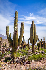 Image showing giant cactus in the desert, Argentina