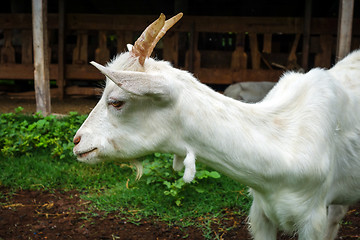 Image showing White goat