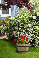 Image showing Front yard of a house