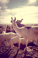 Image showing Lamas herd in Bolivia