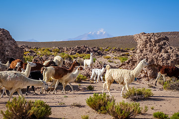 Image showing Lamas herd in Bolivia